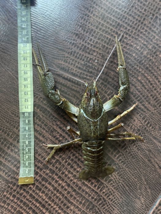 Живые раки Запорожье. 6 видов варки раков. Лушчие раки в городе !