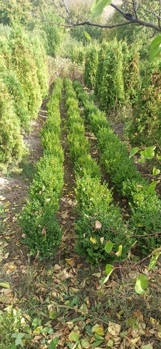 Продам сажанці замшиту.