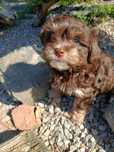 Maltipoo piesek czekoladowy