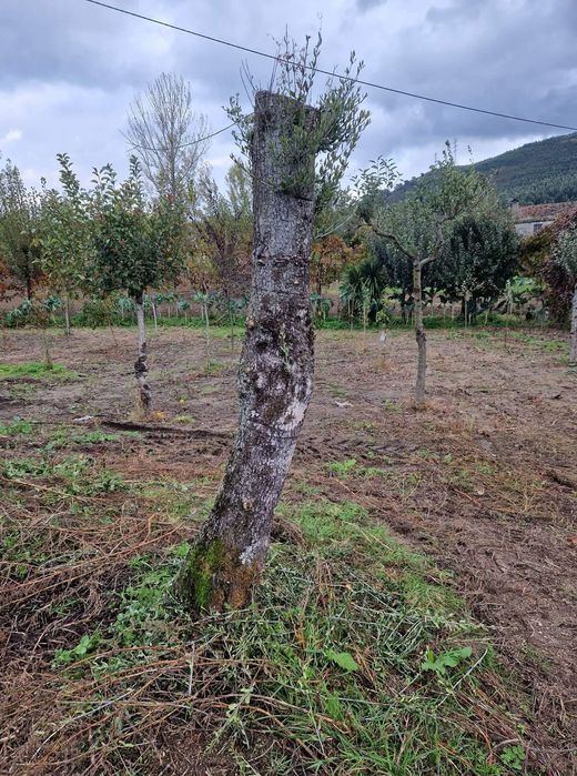 Oliveiras adultas