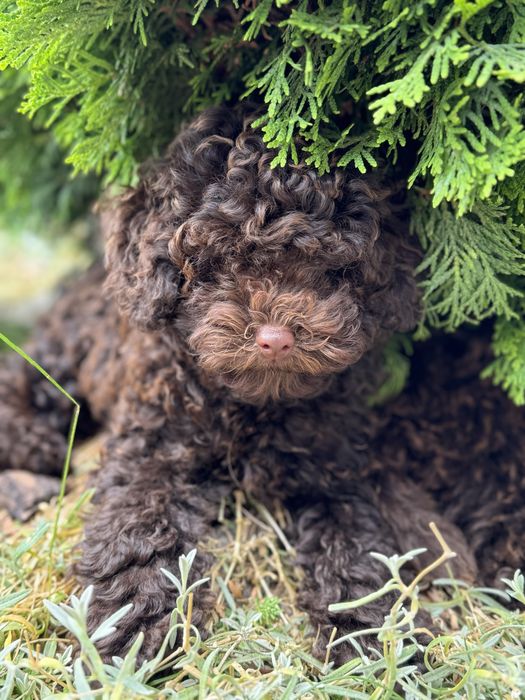 Той пудель дівчинка.