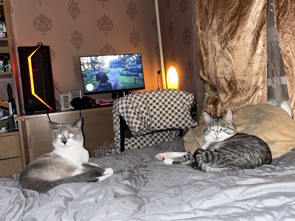 Віддім котика в добрі руки