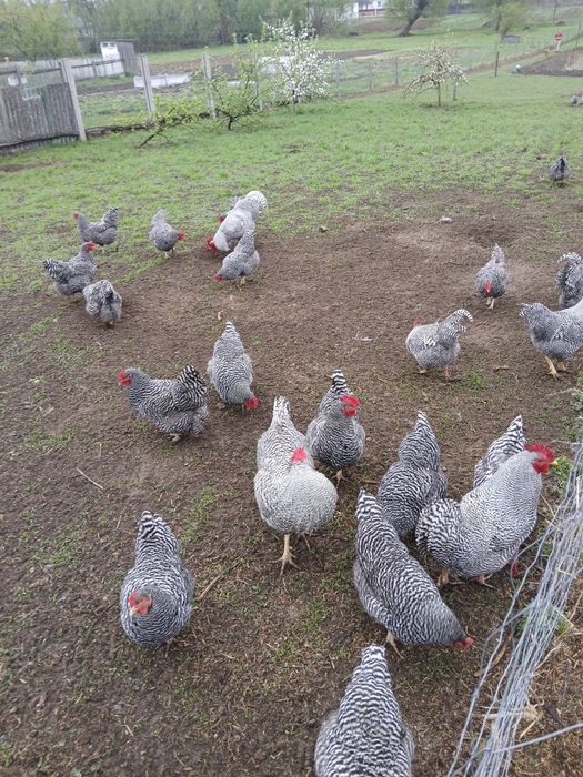 Амрокс інкубаційне яйце курей.