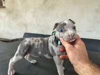 Nowość na rynku American Staffordshire Terrier