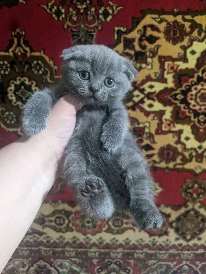 Кот Скоттиш страйт