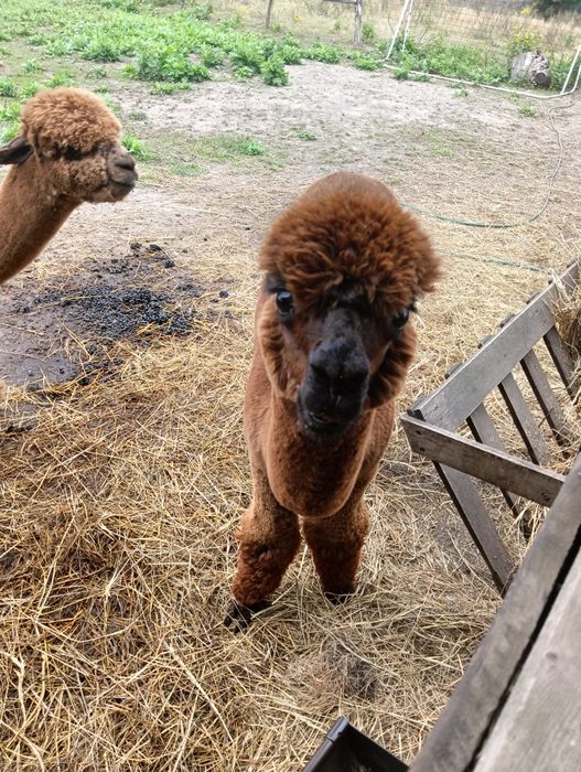 Alpaka samce i samice