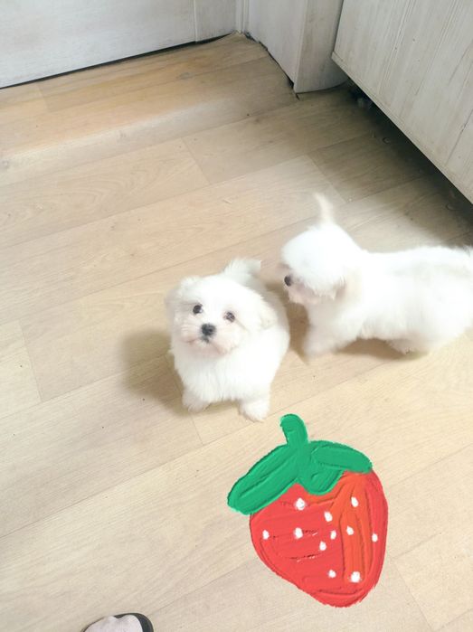 Мальчик ждет невесту