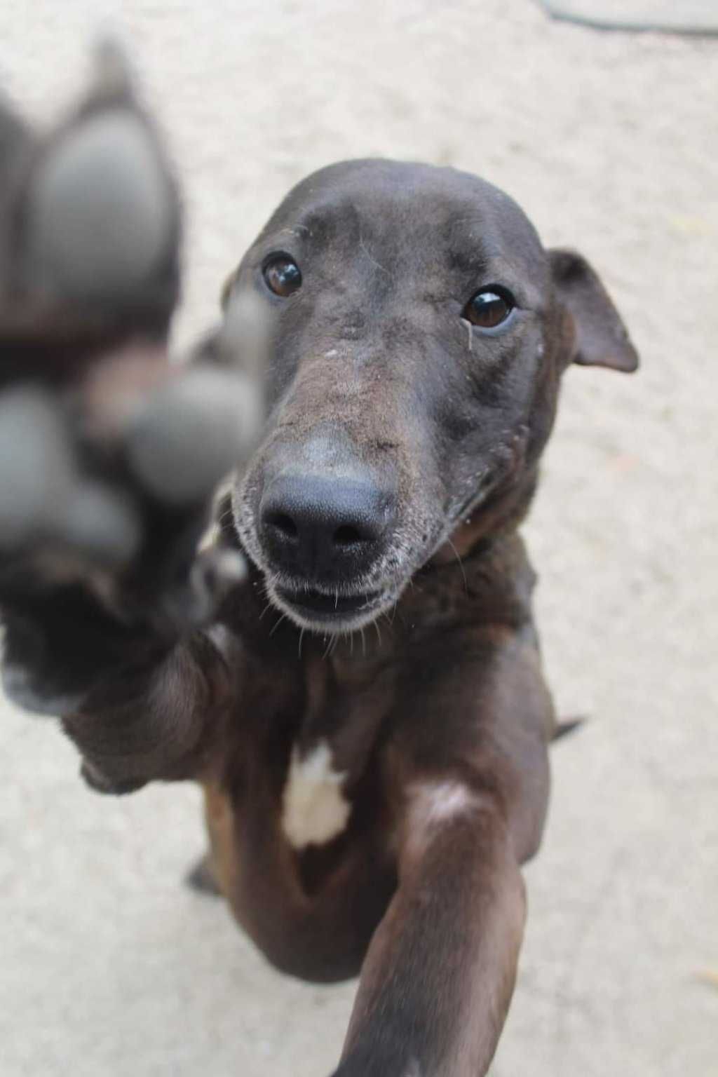 TÉO  (Macho, x Bull Terrier) Para Adopção