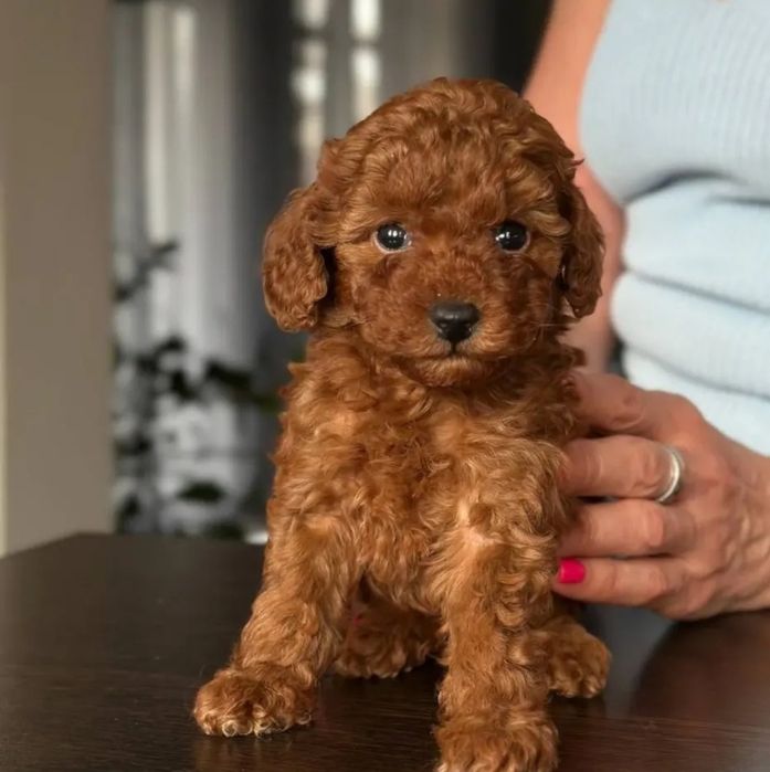 Шикарний Малиш той пудель