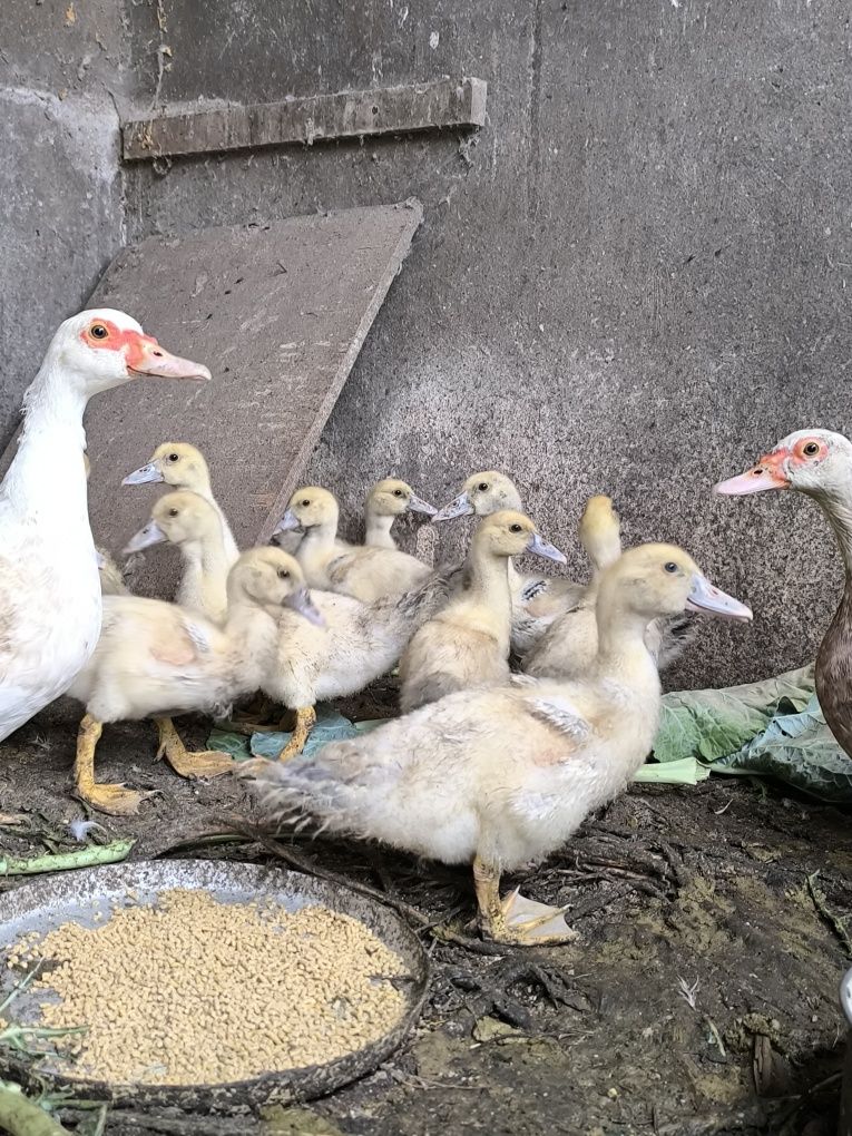 Patos para vender