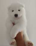 Samoyed Suczka PET ZKwP FCI