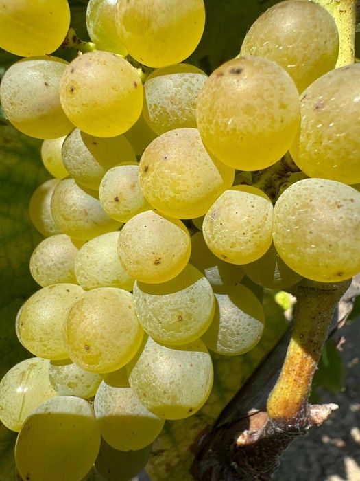 Zestaw 25 sztuk Solaris na białe wino