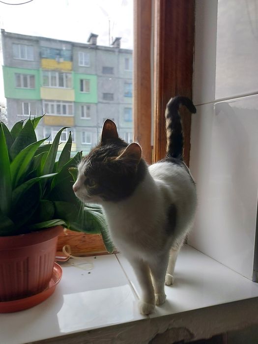 Віддам кішку в добрі руки