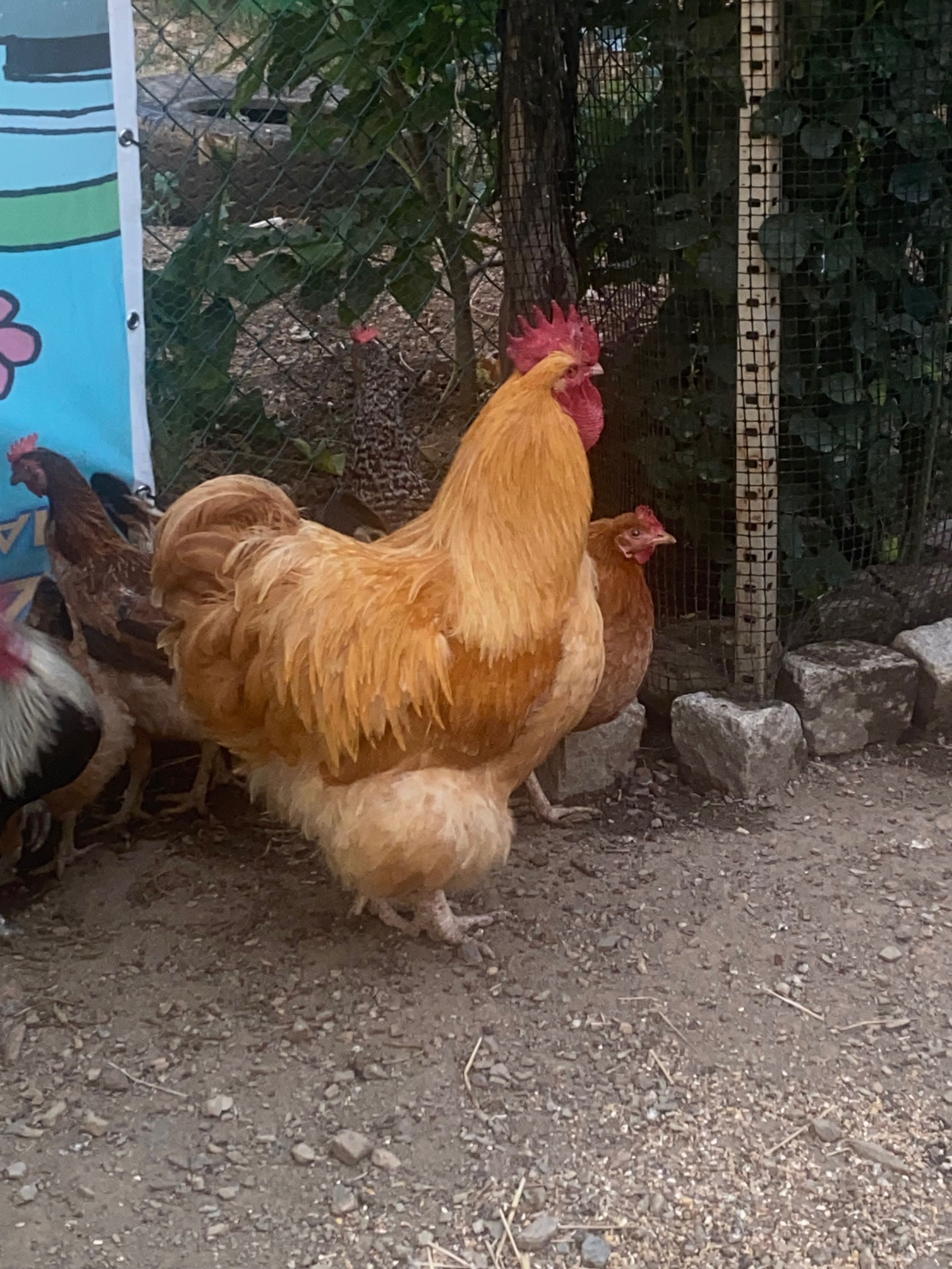 Galo de raça orpington amarela