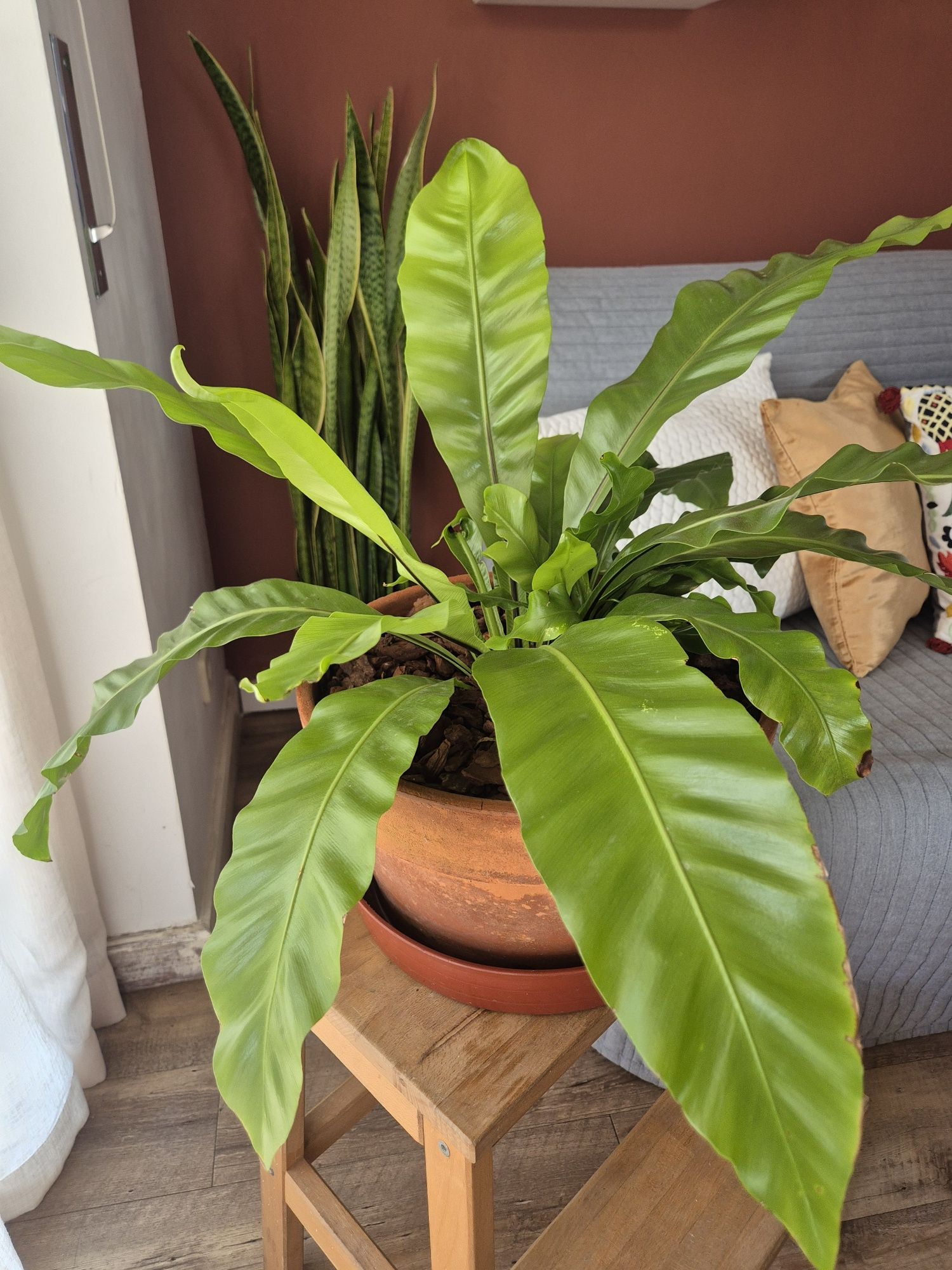Planta tropical - Asplenium Nidus