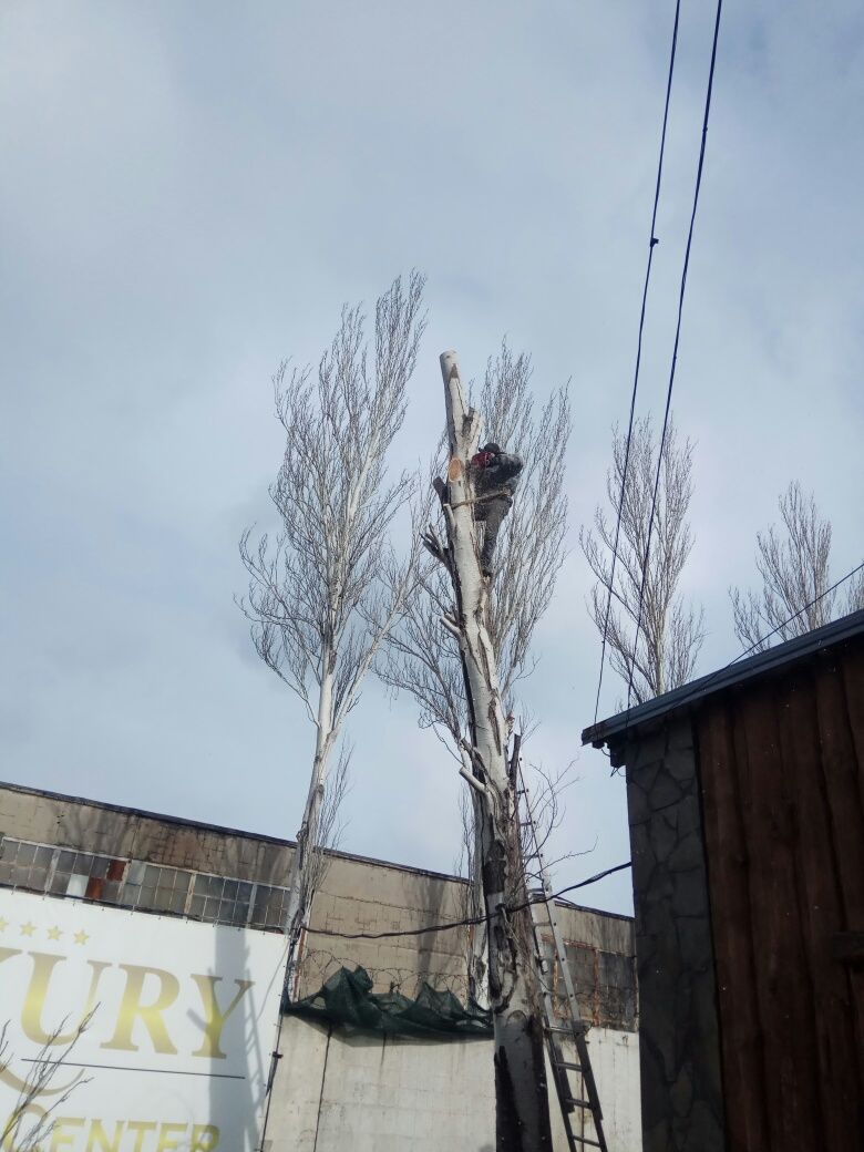 Спил деревьев, садовая обрезка, вывоз веток.