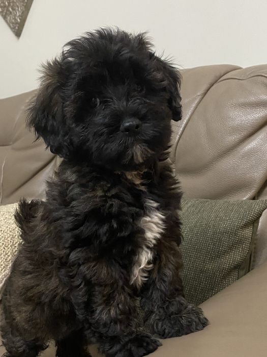 Śliczna sympatyczna sunia