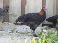 Koguty marans czarne i niebieskie