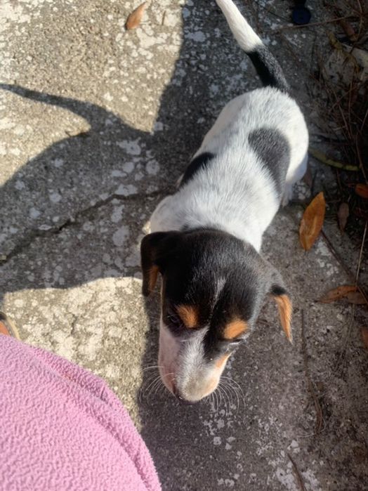 Caezinhos e cadelas para doar