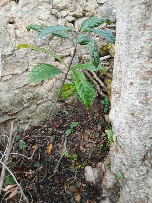 figueira e nespereira