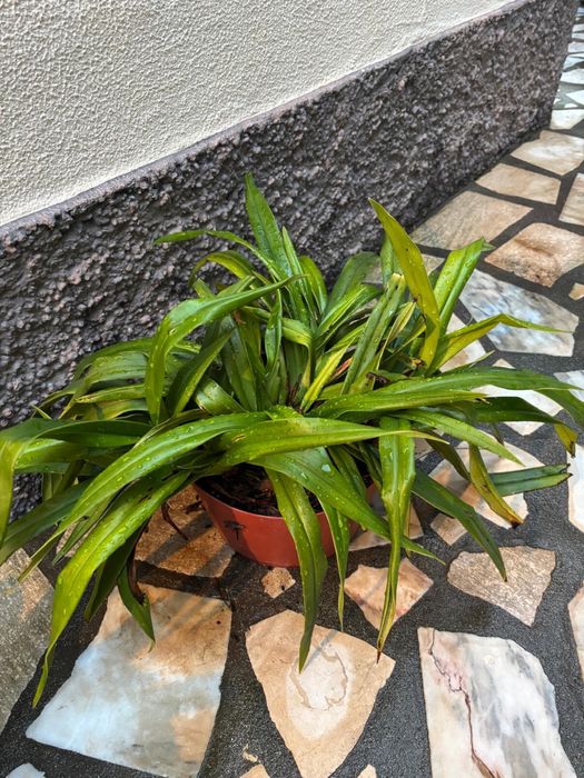 Vasos Planta Orquídea Sapatinho