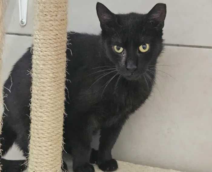 Łagodna Bambi szuka domku