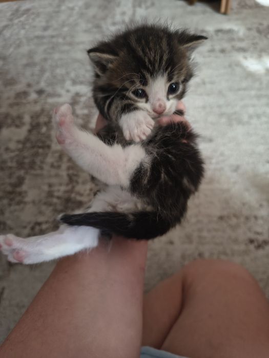 Kotki puchate szukają domu