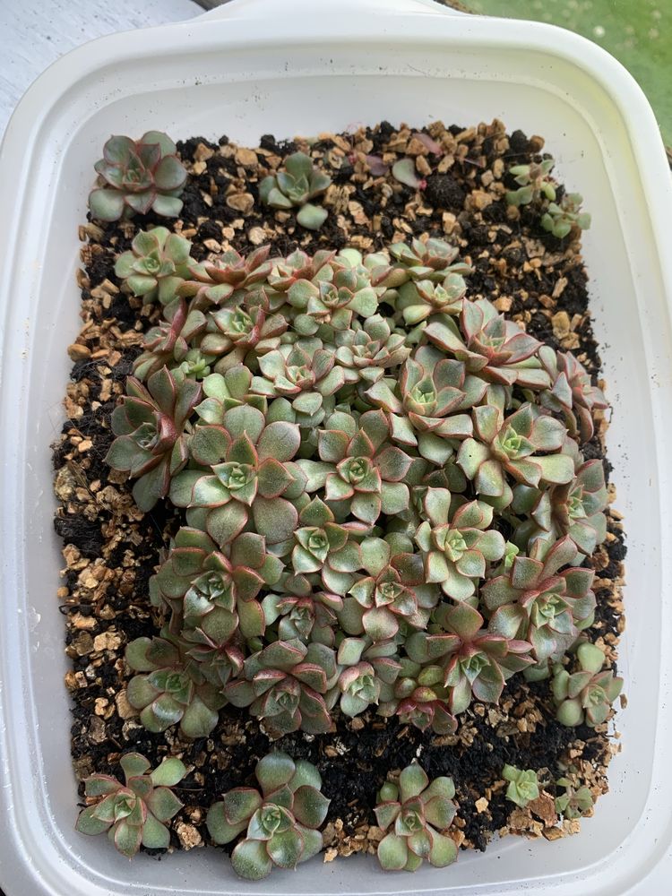 Echeveria purpusorum dionysos