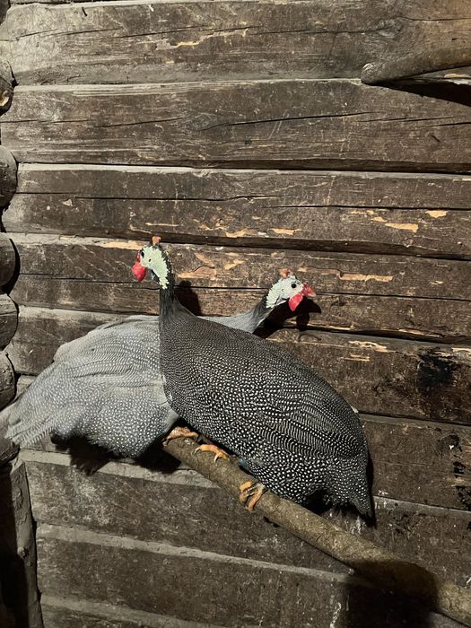 Самці цесарі …..