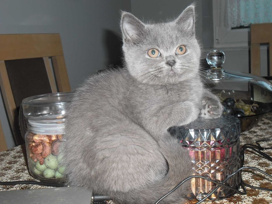 Kot Koty Brytyjskie Gdańsk