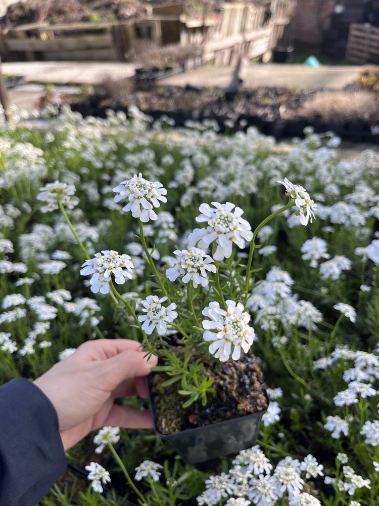 Iberis sempervirens (Ubioerk wieczniezielony)