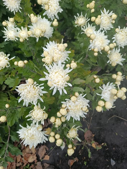 Продам хризантему,100 грн