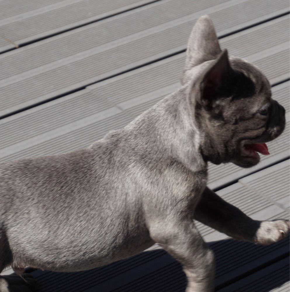 Buldog francuski