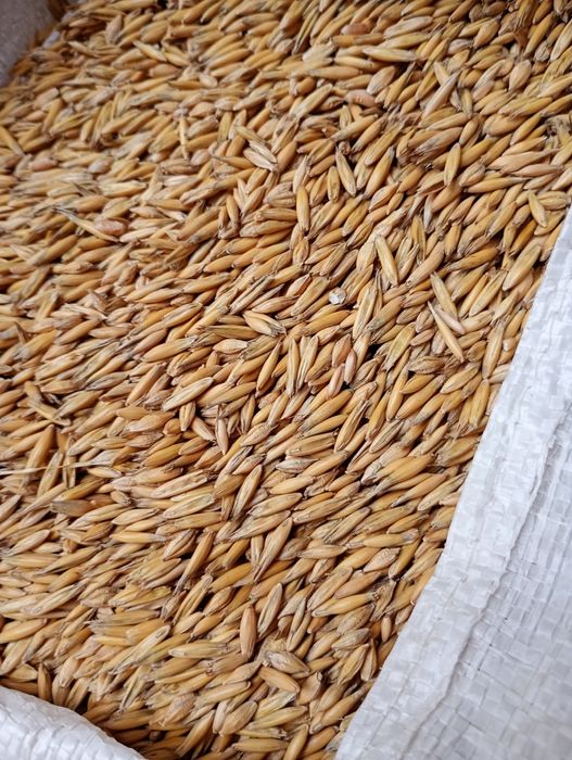 Owies , Mieszanka zbożowa .