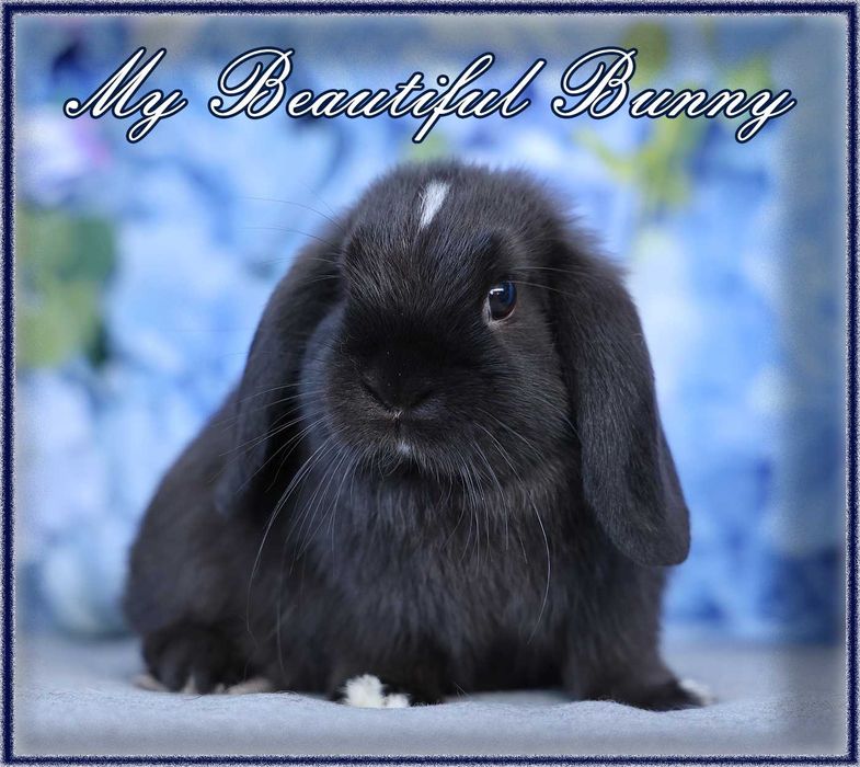 Piękny Młody Królik Mini Lop - Black