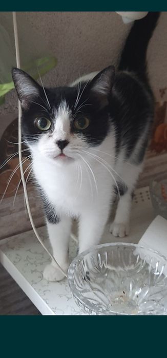 Кошечка даром. Котята. Кошка. Котенок. Бесплатно