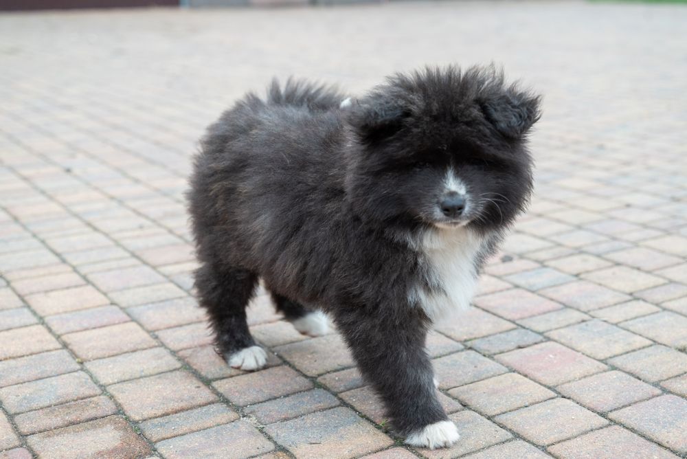 Akita Inu FCI/ ZKwP długowłosy piesek