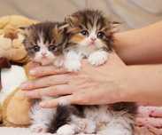 Продам британских котят