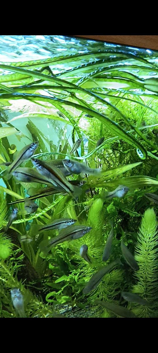 Xiphophorus helleri "Rio Jalapa"