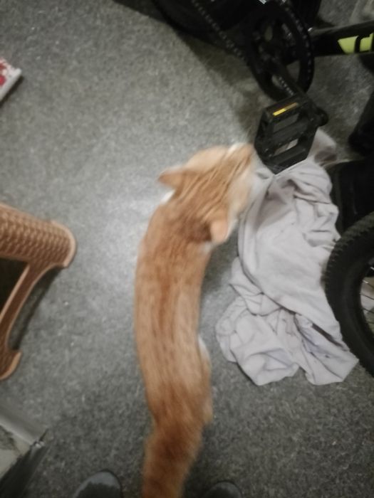 Рудий кіт шукає дім