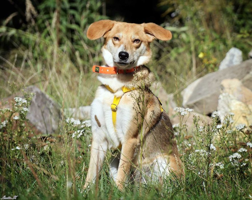 Mała piękna LILI prosi o dom!