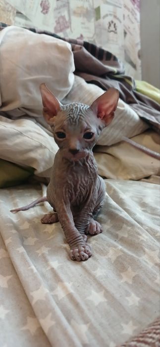 Хлопчик сфінкс!!