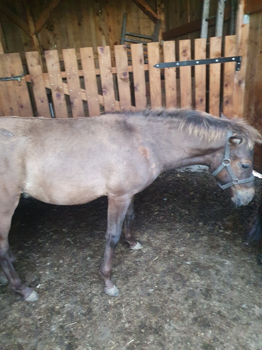 Ogierek huculski, hucuł sprzedam