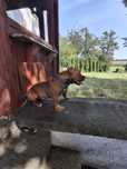 American Bully Poket