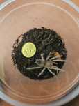Lasiodora parahybana