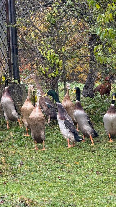 Kaczki biegusy z własnego wylęgu