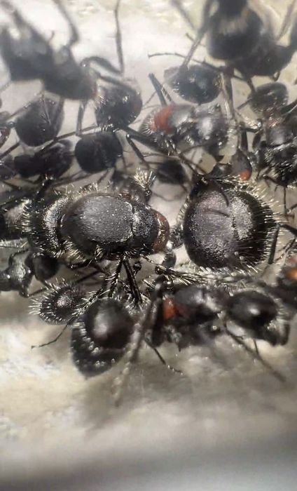 Екзотичні мурахи Camponotus mutilarius (xiangban)
