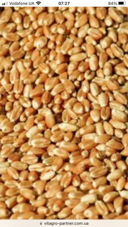 Продам зерно пшениці.