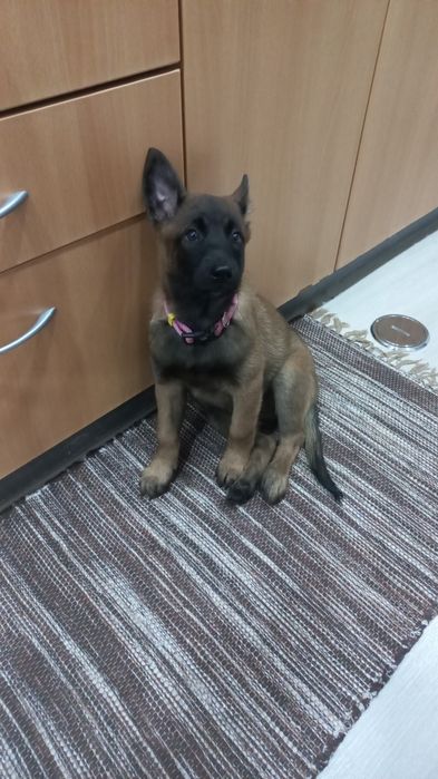 Pastor Belga Malinois Fêmea