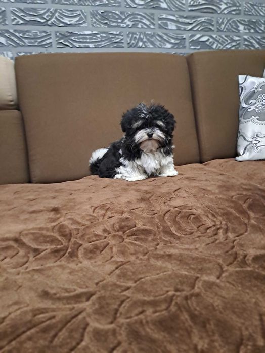 Hawańczyk Śliczny Piesek z możliwością wyjazdu za granicę.